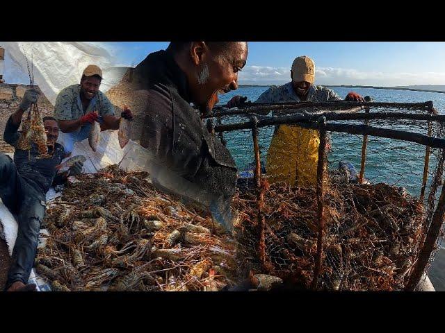 200IB of Lobster caught at Sea| catch,clean & cook#islandlife#jamaica