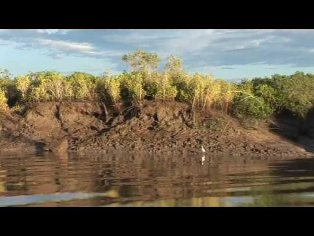 King salmon/threadfin salmon and barramundi, Johnny Mitchell's Fishing Charters