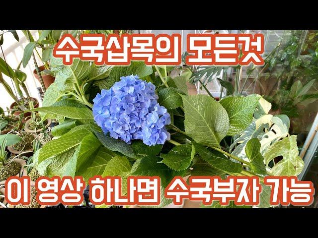 수국삽목 비법. 삽목시기, 흙, 가지치기, 화분선택, 미니온실 꿀팁!! 실패없는 수국삽목 방법!!