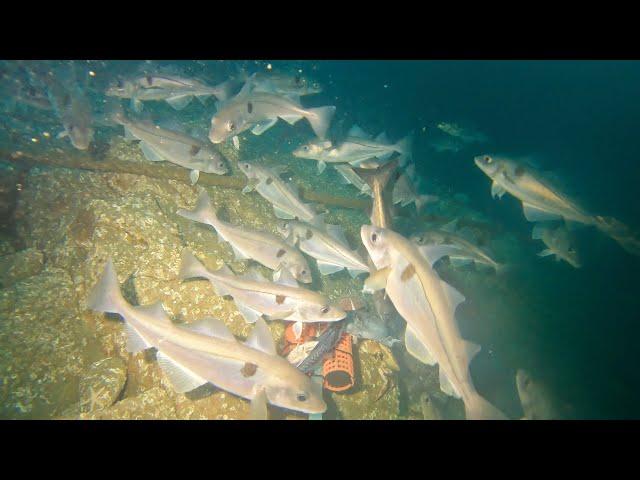 Big Haddocks on a Deep Reef