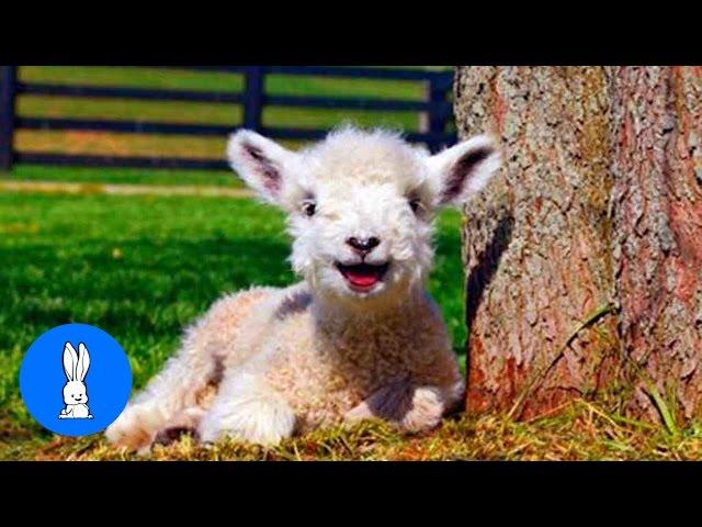 Baby Lamb (Sheep) Goes Baa - CUTEST Compilation