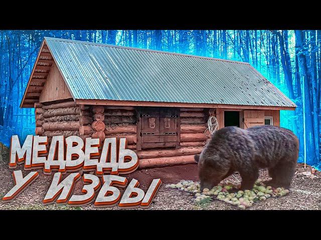 Это случилось! | Медведь у избы | Готовимся к зиме