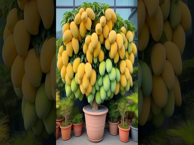 New planting skills to harvest more mangoes #satisfying #farming #gardening