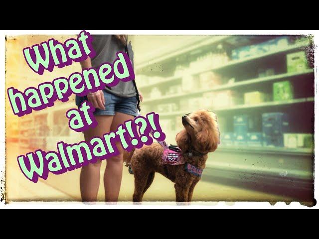 Service dog mistakes at the grocery store | Jen & Pharaby #lifewithaservicedog