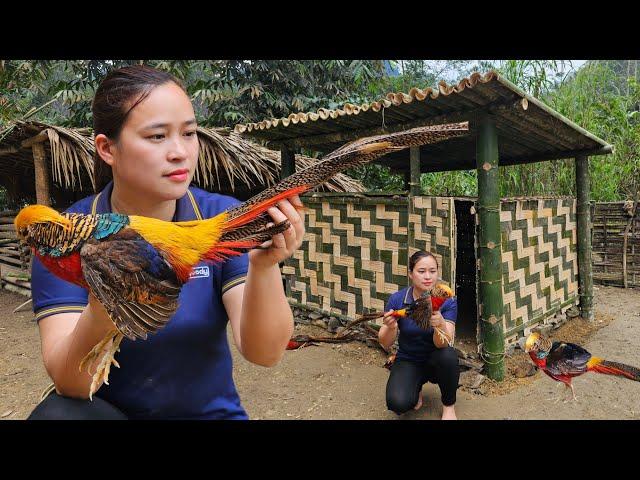 Building Bamboo House For Pheasant - Process From Start To Finish - Lý Thị Ca