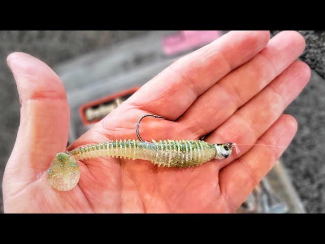 This SWIMBAIT lasted 3 Months! (Secret Rigging)