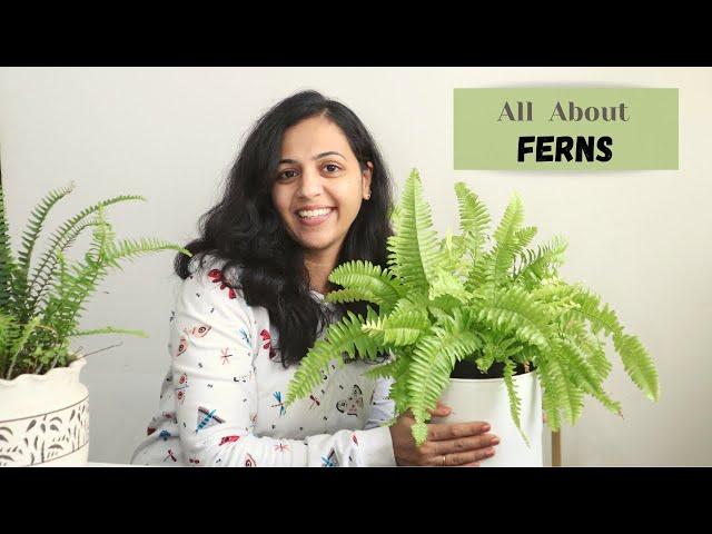 All about Ferns | Care Tips for Ferns