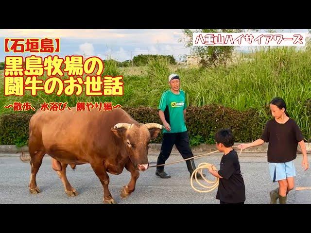 【石垣島】黒島牧場の闘牛のお世話　〜散歩、水浴び、餌やり編〜