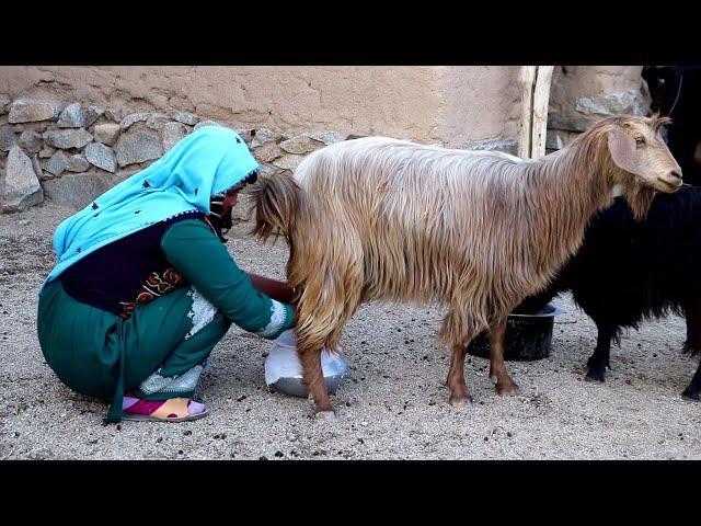 Village life Afghanistan | Rural life in jaghori AFG | Milking goats and sheep | SOYEE