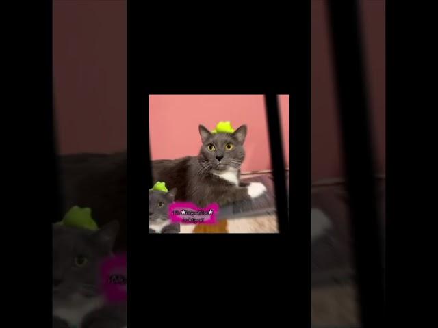 не пов а рил @kotiynet #врек #школа #кот #видосыоткота #котинет