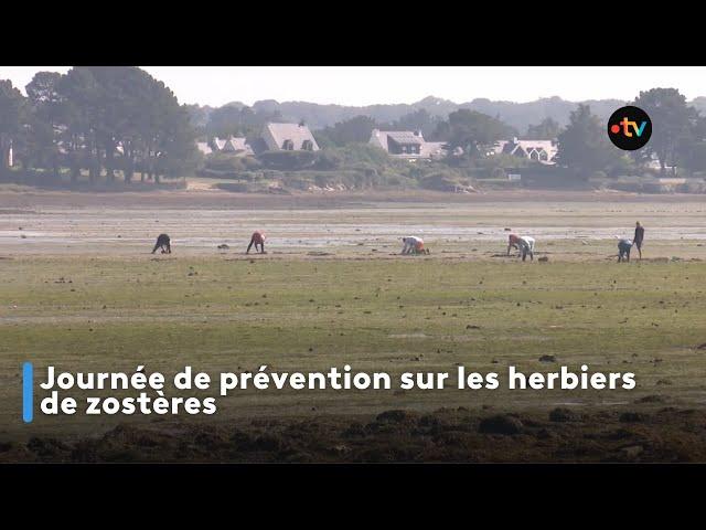 Journée de prévention sur les herbiers de zostères