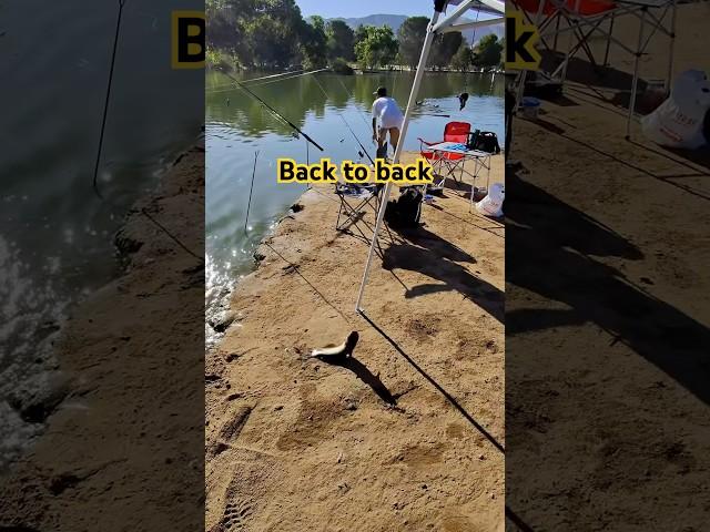 Fishy Fishy hysteria lake Derby Day 2025 first day cat fishing Winner 