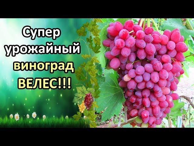 ВЕЛЕС - СУПЕР УРОЖАЙНЫЙ, РАННИЙ ВИНОГРАД! ХАРАКТЕРИСТИКА СОРТА, ОПИСАНИЕ, ОБЗОР, ОТЗЫВ.