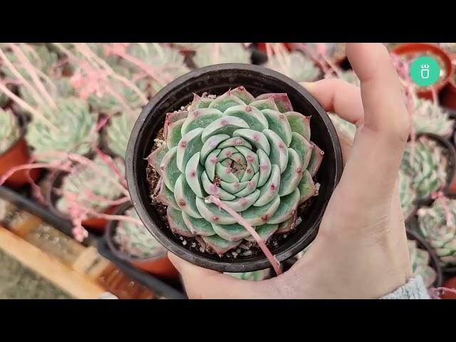 SUCCULENTS BOX GREEN HOUSE TOUR