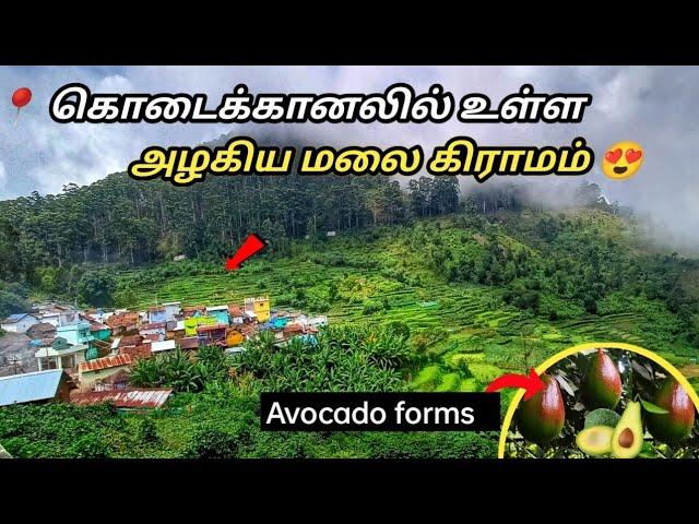 கொடைக்கானலில் உள்ள அழகிய மலை கிராமம் |Kodikanal hills| Vadakavunji village vlog 2022|#nadodiaj #aj