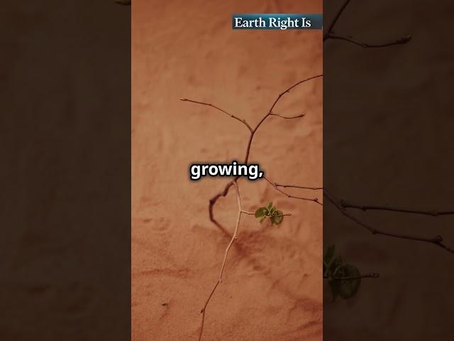 Welwitschia_The Ancient Desert Survivor! #amazing #facts #ultimatefacts #nature