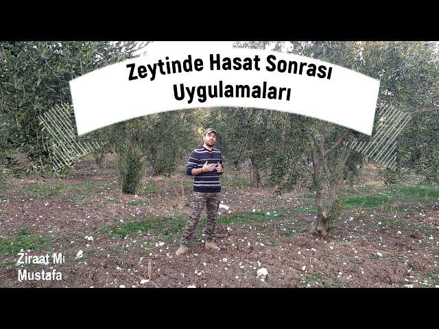 Zeytinde Hasat Sonrası Yapılması Gereken Uygulamalar ve Taban Gübrelemesi.