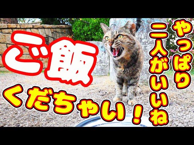 ごはんくだちゃい！！と叫ぶ猫 いつも二人 今日は一人？と思ったら・・・  地域猫ボランティアさん急逝後に火事エリア さくらねこへの給餌 癒され野良猫動画 感動猫動画