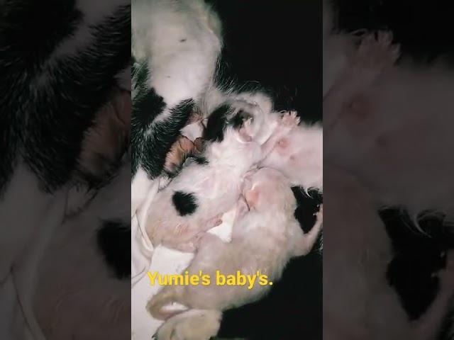 #yumies baby's.