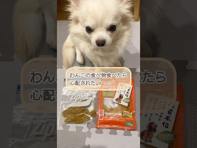 わんこの食べ物食べたら心配された。#shorts #犬#dog