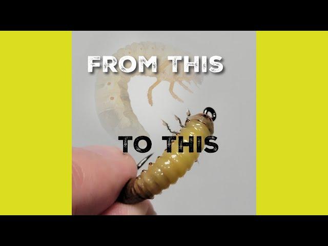 Tying the MOST REALISTIC Japanese Beetle Larva Grub!