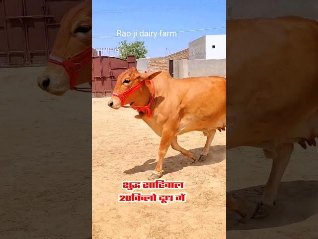 शुद्ध साहिवाल 20किलो दूध में #sahiwal #sahiwalcow #sh