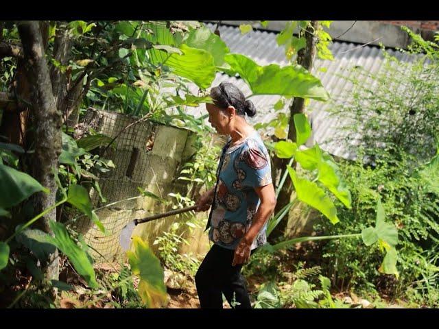 百岁奶奶的刮痧方法不一般，竟然需要一种神奇的植物！A 100-year-old grandma needs a magical plant for scraping therapy!