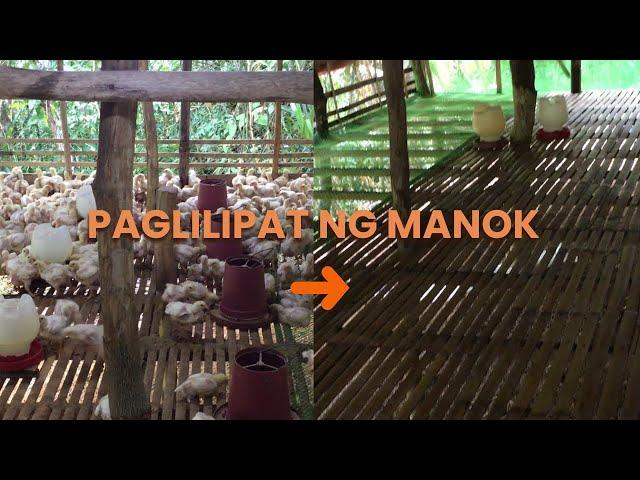 Maglipat Tayo ng 300 Chickens Para Iwas Sakit at Sikip | EM Farming