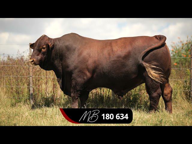 Majesto Beefmasters Production Auction