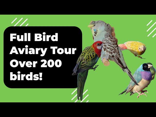 Bird Aviary Tour, Over 200 Birds!