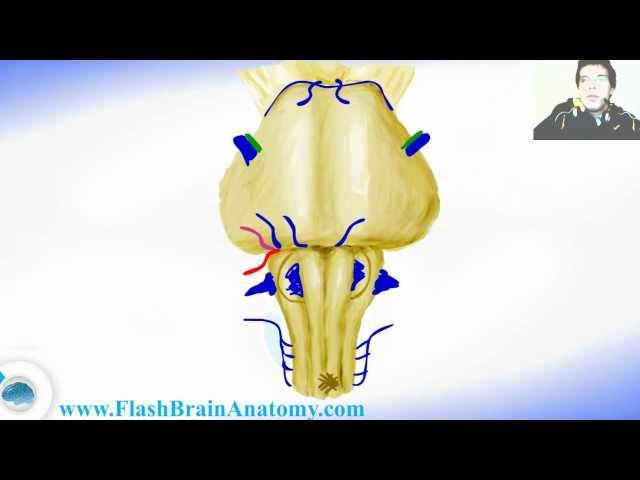 Lessons And 3D Anatomy Software: Medulla Oblongata Anatomy