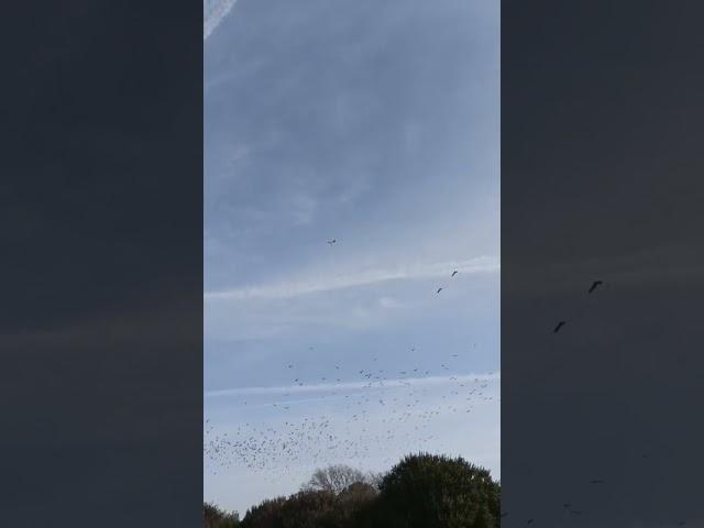 Pájaros al vuelo