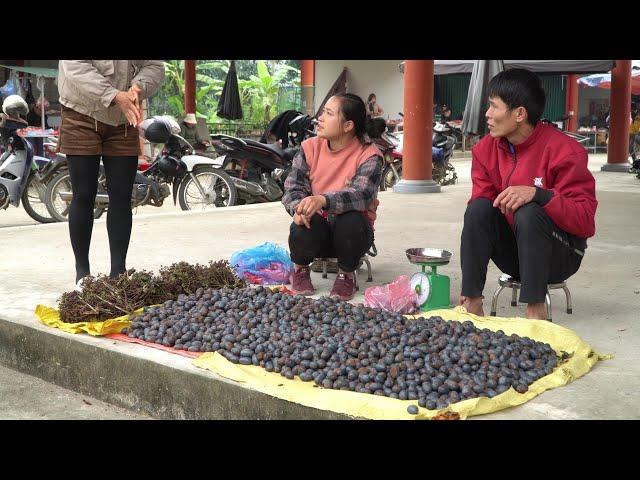 Harvesting Palm Fruit & Forest Pepper Goes to the market sell | Lý Thị Ca