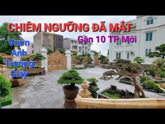 TIN QUÁ BẤT NGỜ ! Anh TRƯỜNG GIẤY mua liền 1 lúc GẦN 10 TP XUẤT SẮC * xem những CÂY MỚI MÃN NHÃN *