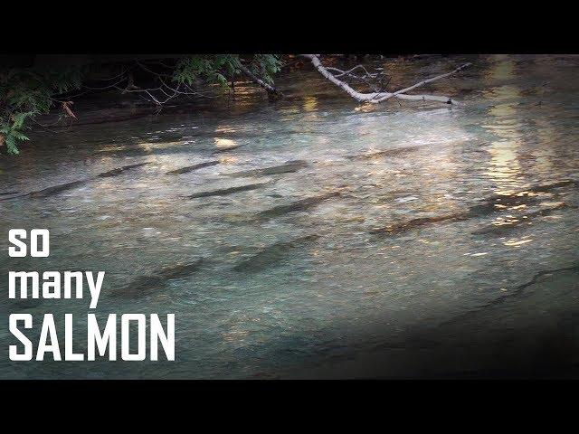 EPIC Salmon Fly Fishing in CLEAR Creek - CATCH AND COOK