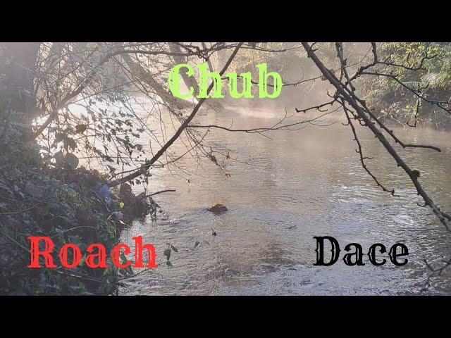 Old school trotting for mixed coarse fish on a beautiful autumn stream.