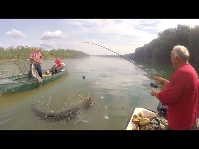 Pecanje soma, šarana i bele ribe na Savi | Fishing catfish and carp in river Sava - FULL VIDEO