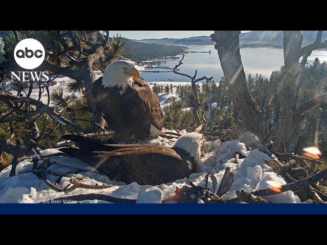 All eyes on bald eagle family as they expand nest
