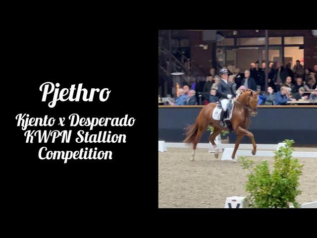 Pjethro at the first round of the KWPN Stallion Competition 2024/2025