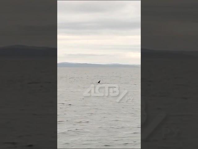 Акула выпрыгнула на 2 метра из воды возле лодки с рыбаками на Сахалине