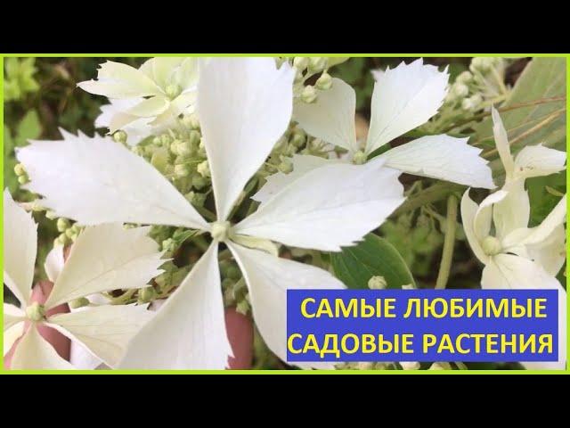 САМЫЕ КРАСИВЫЕ МНОГОЛЕТНИКИ. РЕКОМЕНДУЮ ВСЕМ