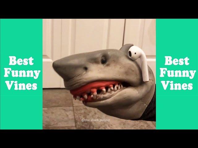 1 Hour of Shark Puppet Tik Tok 2024 | Best Shark Puppet Tik Tok