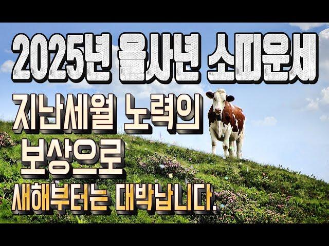 2025년 소띠운세 새해부터 대박 예상 됩니다.97년 85년생 73년생 61년생