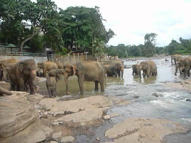 Sri  Lanka,ශ්‍රී ලංකා,Ceylon,Pinnawala Elephant Orphanage 11