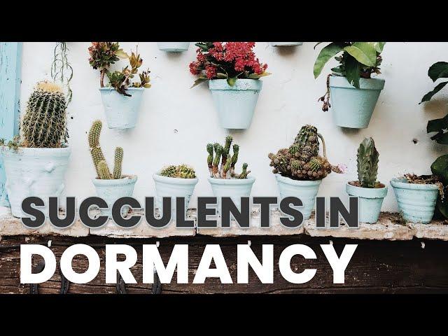 HOW TO CARE FOR DORMANT SUCCULENTS IN THE WINTER | SUCCULENT CARE TIPS