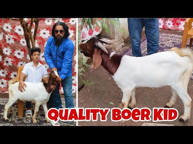 Sadiq Bhai ka Top Quality Healthy Adant Boer male at Aurangabad Maharashtra