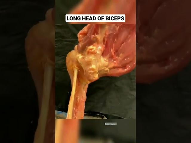 Biceps#physicaltherapy #anatomy_physiology #movement #biceps #anatomy #innovation #muscle