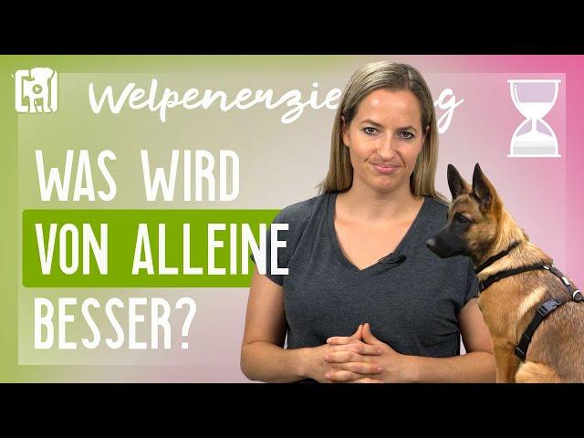 Was wird von alleine besser - und was nicht? [Welpenerziehung]