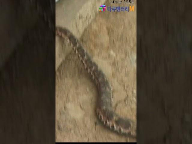 뱀과 살고있는 횡성 땅꾼 집 제6탄