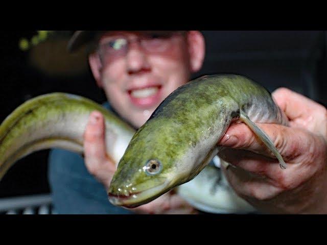 Eel catch clean cook - Eel fishing - How to catch eels. How to cook eels